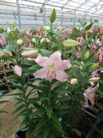 [5246 Jetaime No01.JPG]